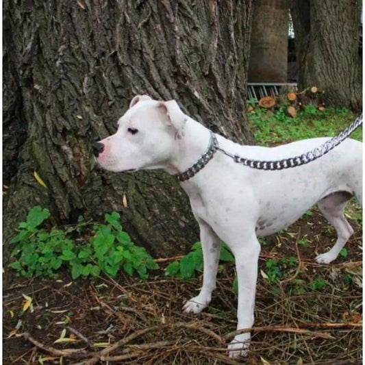 Caesar Cuban Link | Leash Almandine