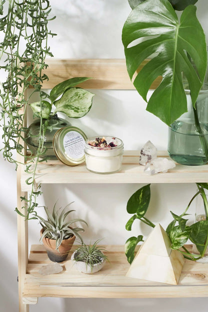 Love spell candle in glass jar with wood wick, rose petals, pink salt, and rose quartz crystal displayed on wooden shelf with green plants nearby