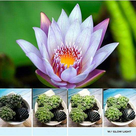 Glow Face 3-in-1 photo lens and fill lighting clip with muted LED light for glowing selfies in glowing pink color